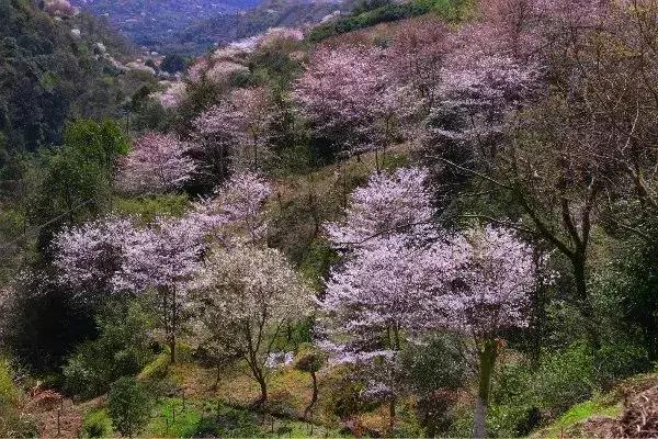 奉化樱花公园,奉化樱花谷