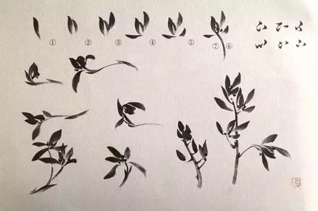 如何画兰花最好看的,君子兰花如何画