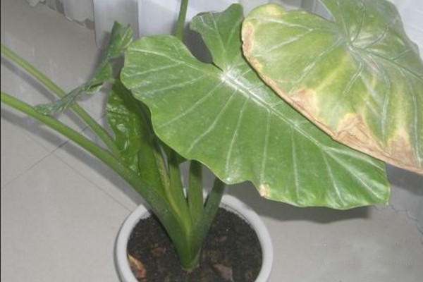 水培滴水观音叶子下垂怎么回事,滴水观音发黄下垂的叶子怎么处理