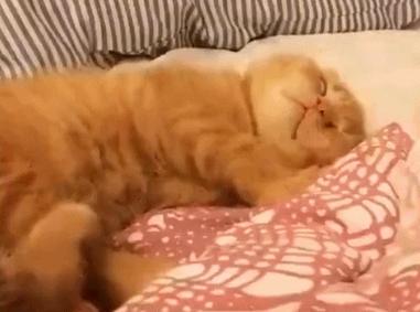 猫咪原来也会做梦,猫会做梦梦到主人吗