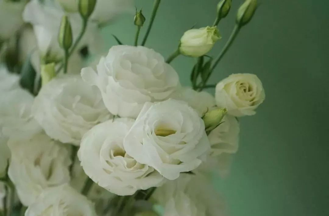 鲜花店日常换水整理花材,花要不要经常换水