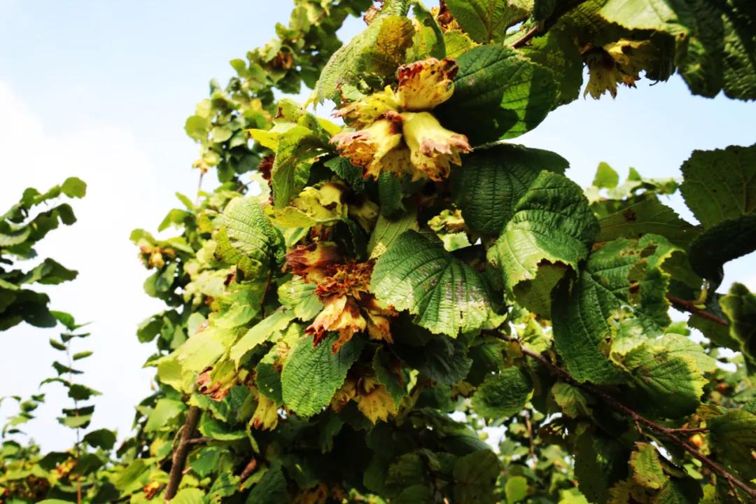 既要生态美又要百姓富科左后旗5000亩大果榛子喜获丰收