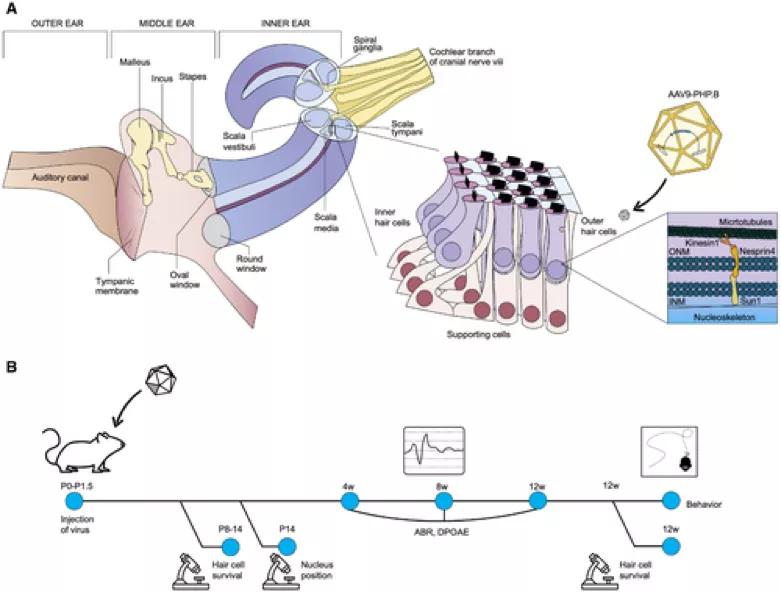 首个治疗耳聋的基因疗法,基因疗法治遗传性听力最新消息