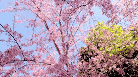 成都4天3夜旅游攻略,成都出发九寨沟川西四日小环线