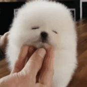 纯种狗怎么来的,怎样培育纯种狗