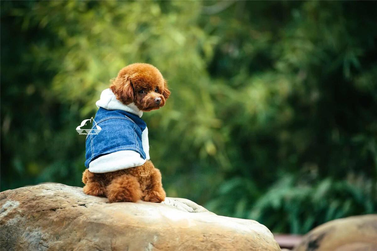 泰迪贵宾犬刚养要注意什么,泰迪贵宾犬怎么训练