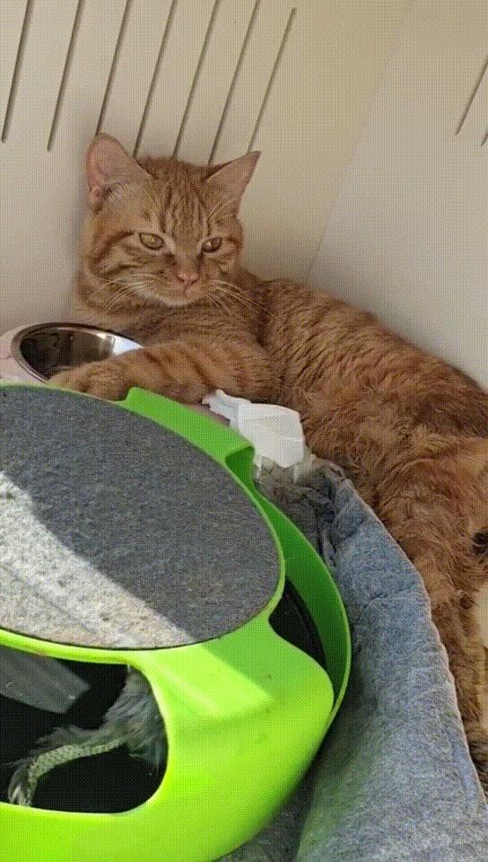 瘫痪猫怎么养,瘫痪的猫怎么喂水