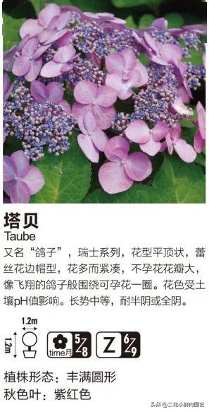 鍥壓鑺卞崏绉嶆鐭ヨ瘑鍏ラ棬,鑺卞崏鍥壓濡備綍鍏ラ棬