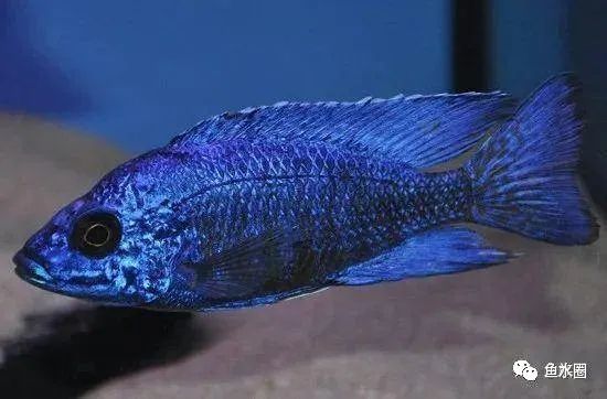 三湖慈鲷马鲷孔雀珍珠系能长多大,三湖慈鲷之孔雀