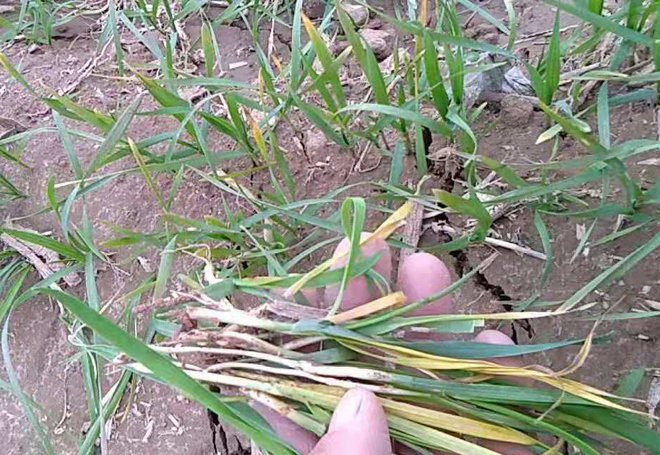 小麦根腐病的防治最佳时间,小麦出现根腐病后怎么办