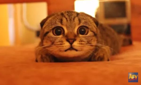 猫咪耳螨清洁小妙招,猫咪耳螨耳垢用耳液还是用耳油好