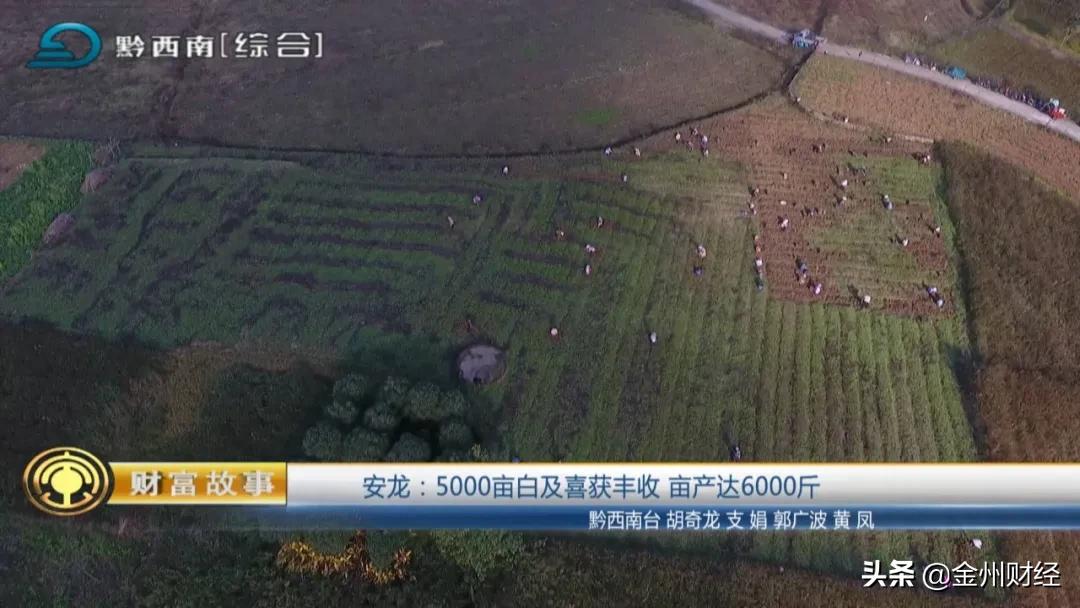 「财富故事」安龙:5000亩白及喜获丰收亩产达6000斤