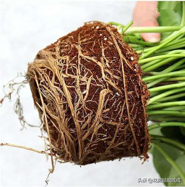 绿萝黄叶加入营养液能变绿吗,家里的绿萝黄叶子怎么治