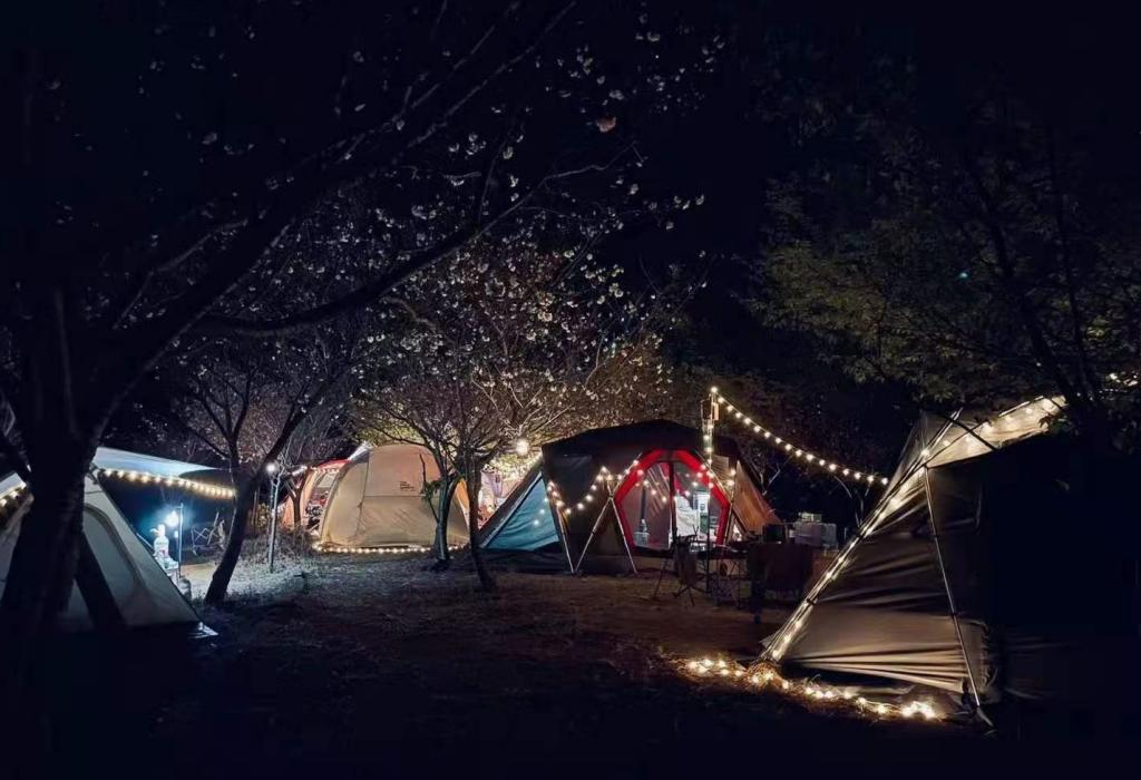 广东看樱花旅游景点推荐,广东樱花打卡景点