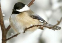 每一片暖气，都是南方人心里的刀片