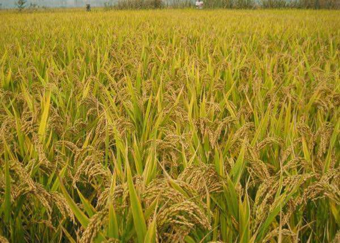 鲜米是湿米吗,鲜米营养