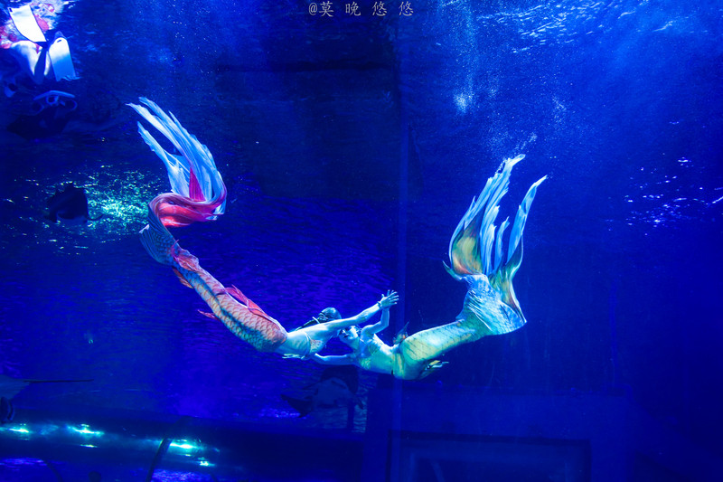 海洋极地海洋世界攻略,正佳极地海洋世界白鲸海象