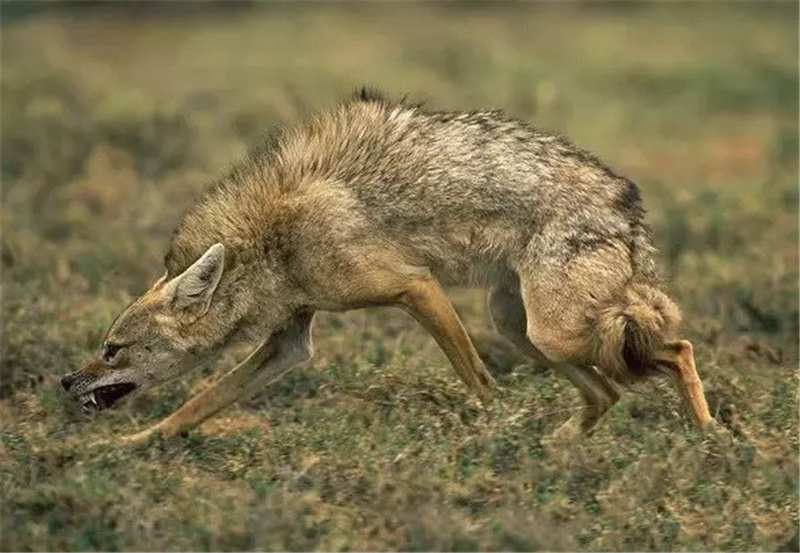 金豺和老虎,西藏金豺