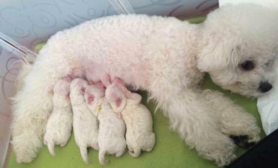 狗狗难产主人该怎么帮它,狗难产胎死腹中子宫破了一个洞