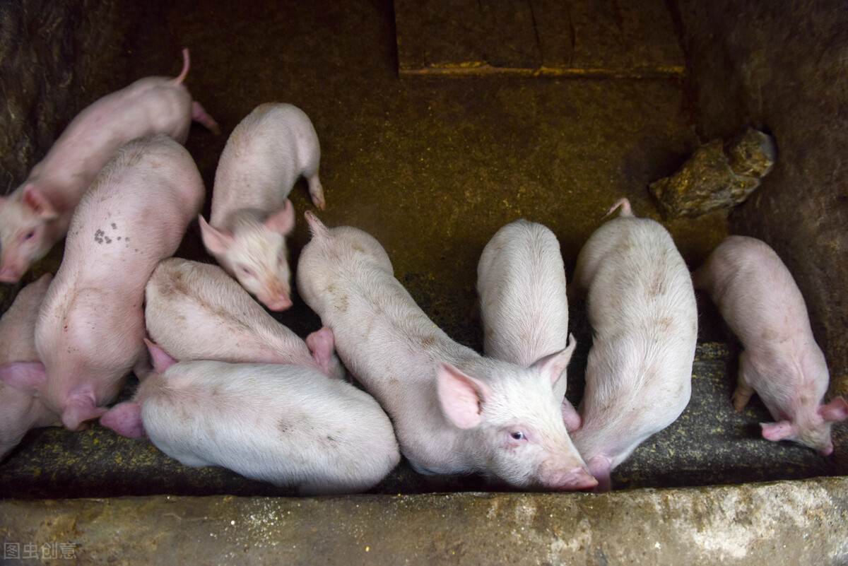 治疗猪丹毒最佳治疗方案,猪丹毒和圆环病毒图片