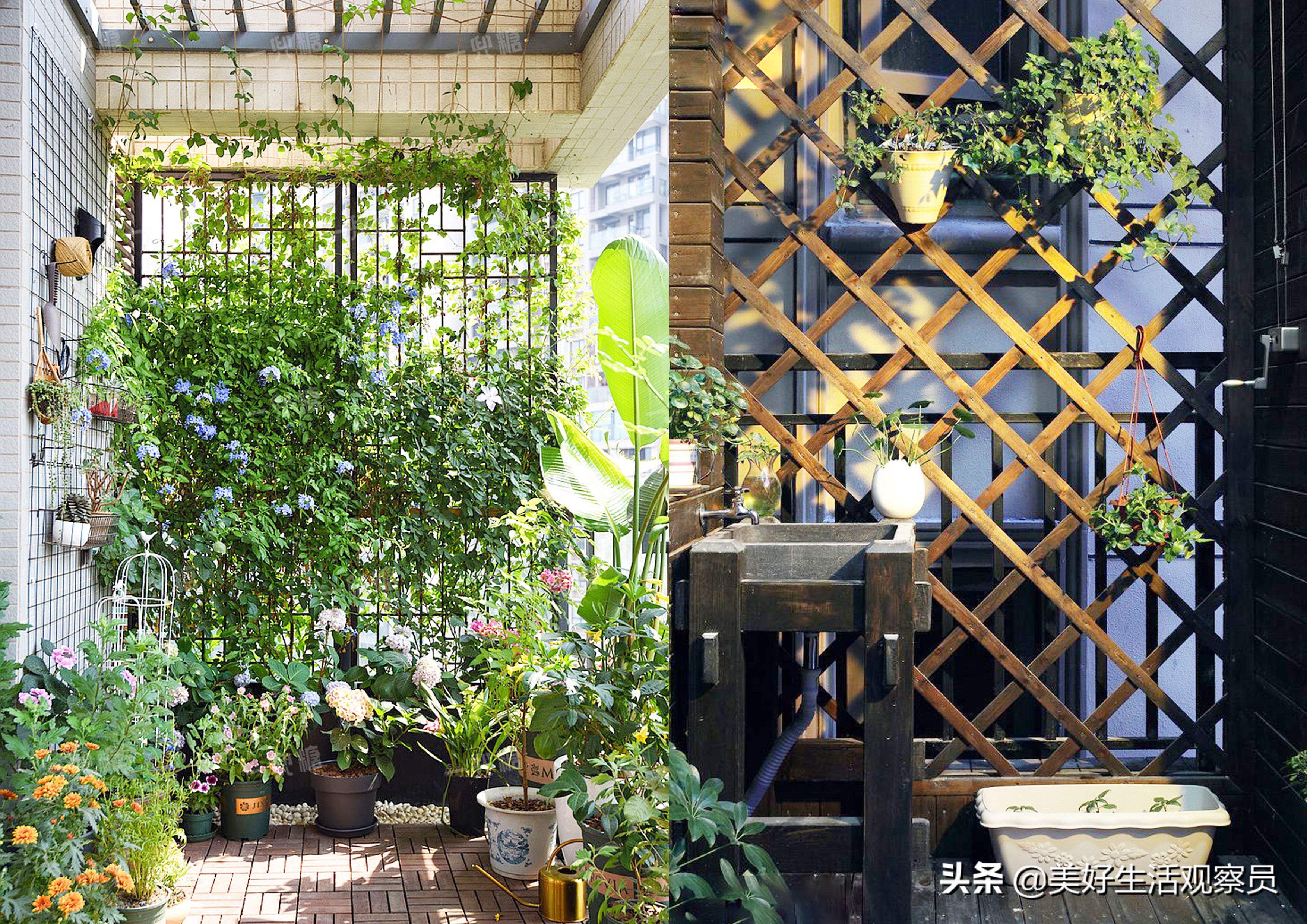 家居阳台绿植花卉,阳台绿植省钱小妙招