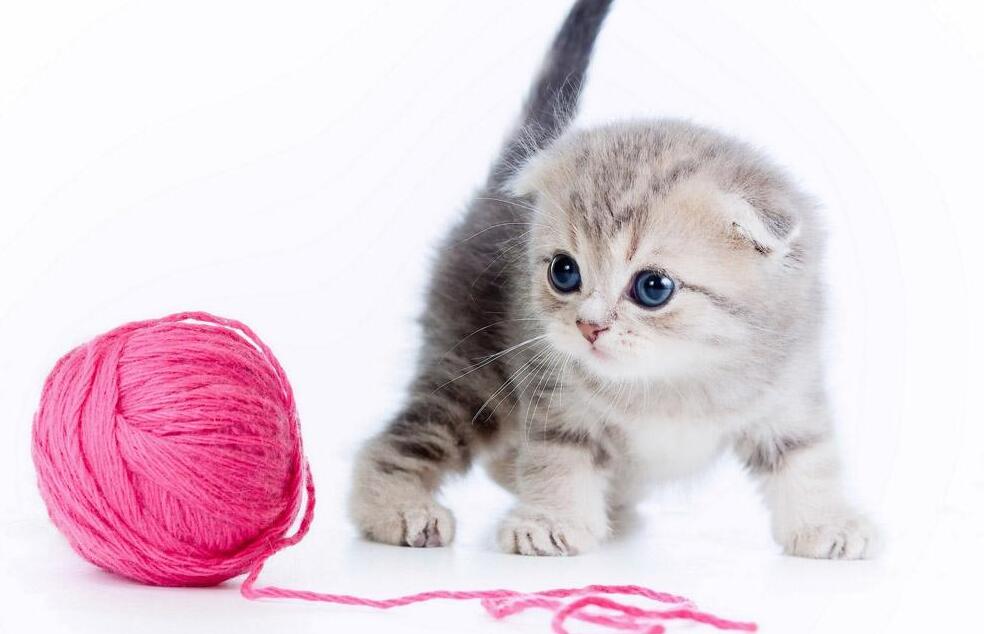 猫咪中毒怎么处理最好,猫咪中毒了在家怎么治