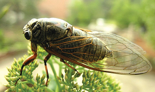 动物世界中最小的昆虫,动物世界最奇特的鸟