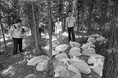 野猪被斩断,野猪被拦腰斩断