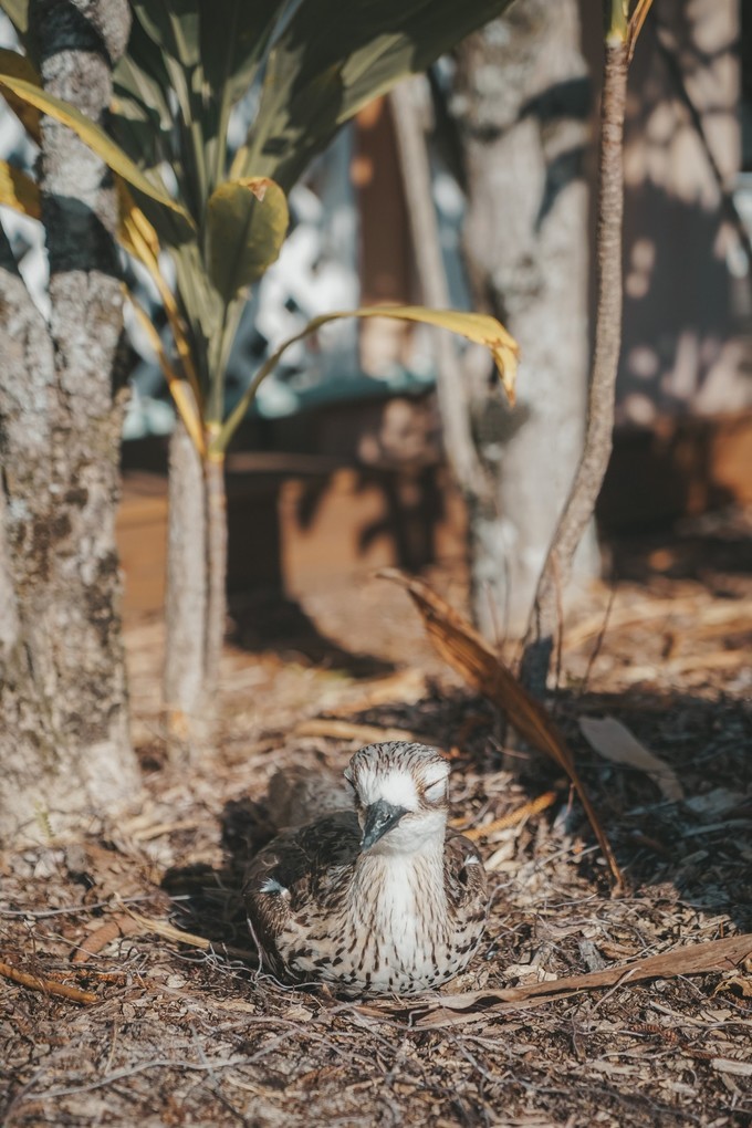 澳洲观鲸攻略,澳洲观鲸之旅