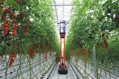 在荷兰的温室生活,在荷兰打工能赚多少钱