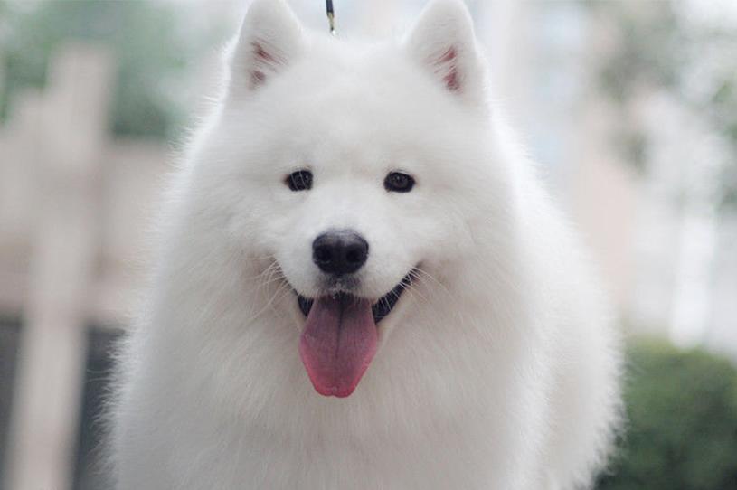 萨摩耶的颜值在狗狗眼中,萨摩耶颜值最高的狗