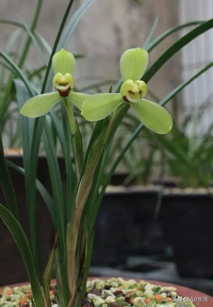 汪字兰花历史,汪姓文化传承