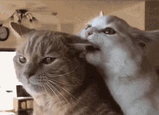 猫咪耳螨怎么治疗才能彻底好,耳螨猫咪用什么药猫咪老是乱动