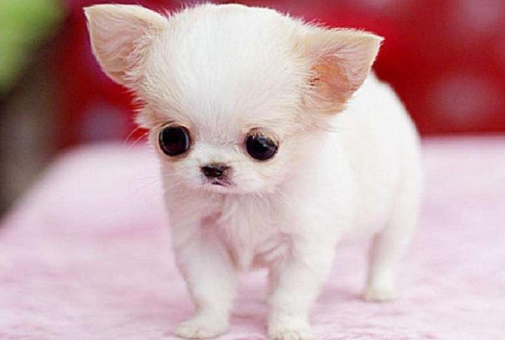 最受欢迎的小型犬排名,最受欢迎的小型犬排行