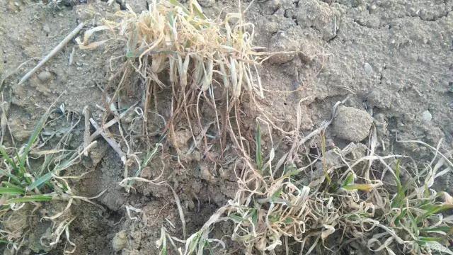 小麦缺肥发黄怎么办,小麦根发黄是什么病