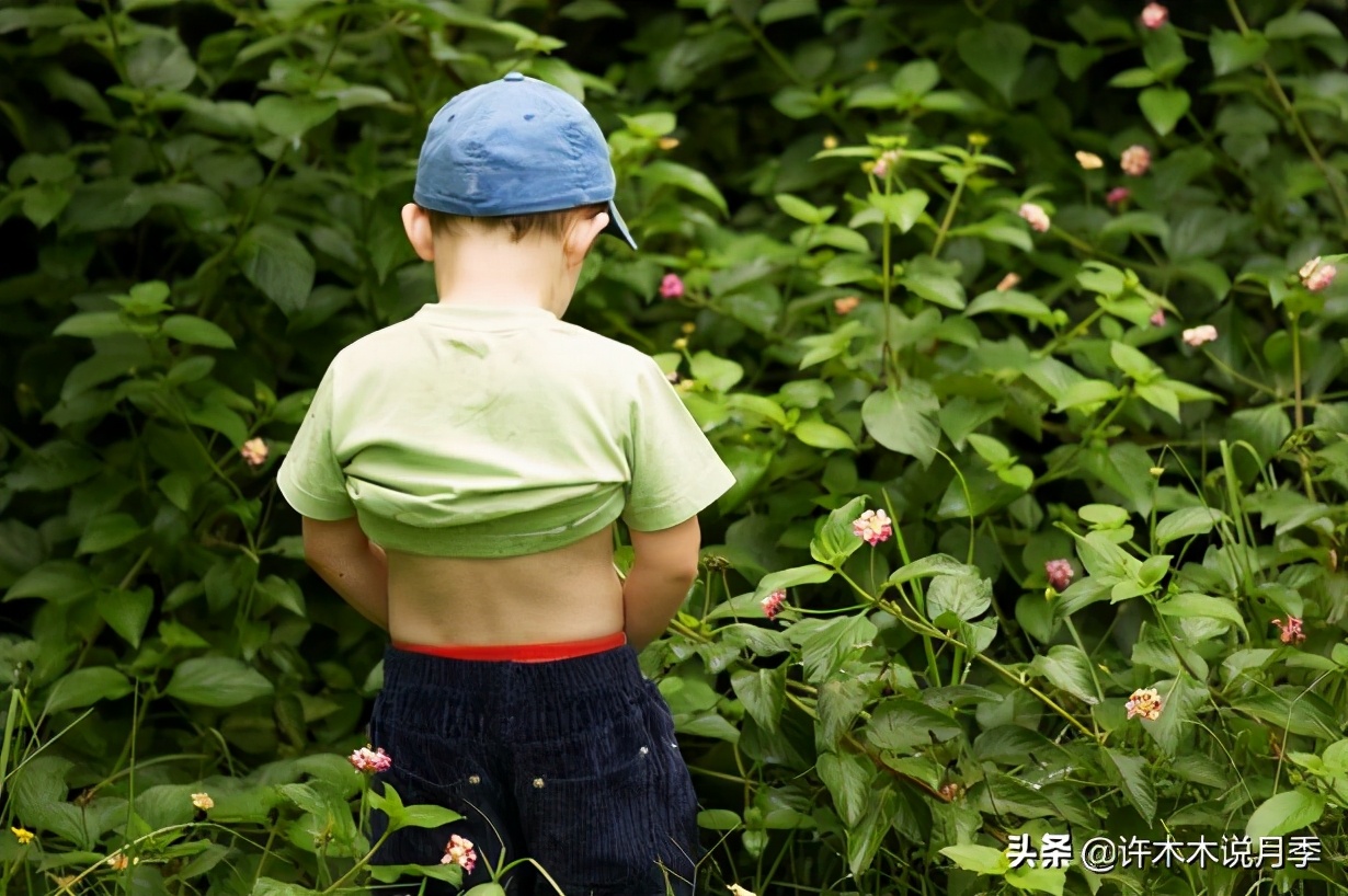 月季突然枝叶都干枯了,月季突然黄叶死掉