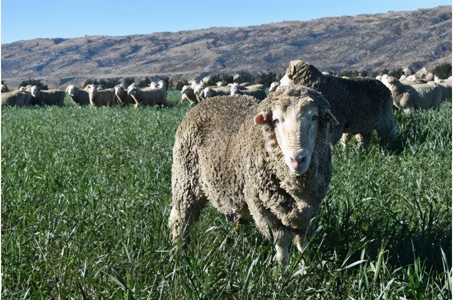 绵羊阉好不阉好,绵羊骟了长得快吗