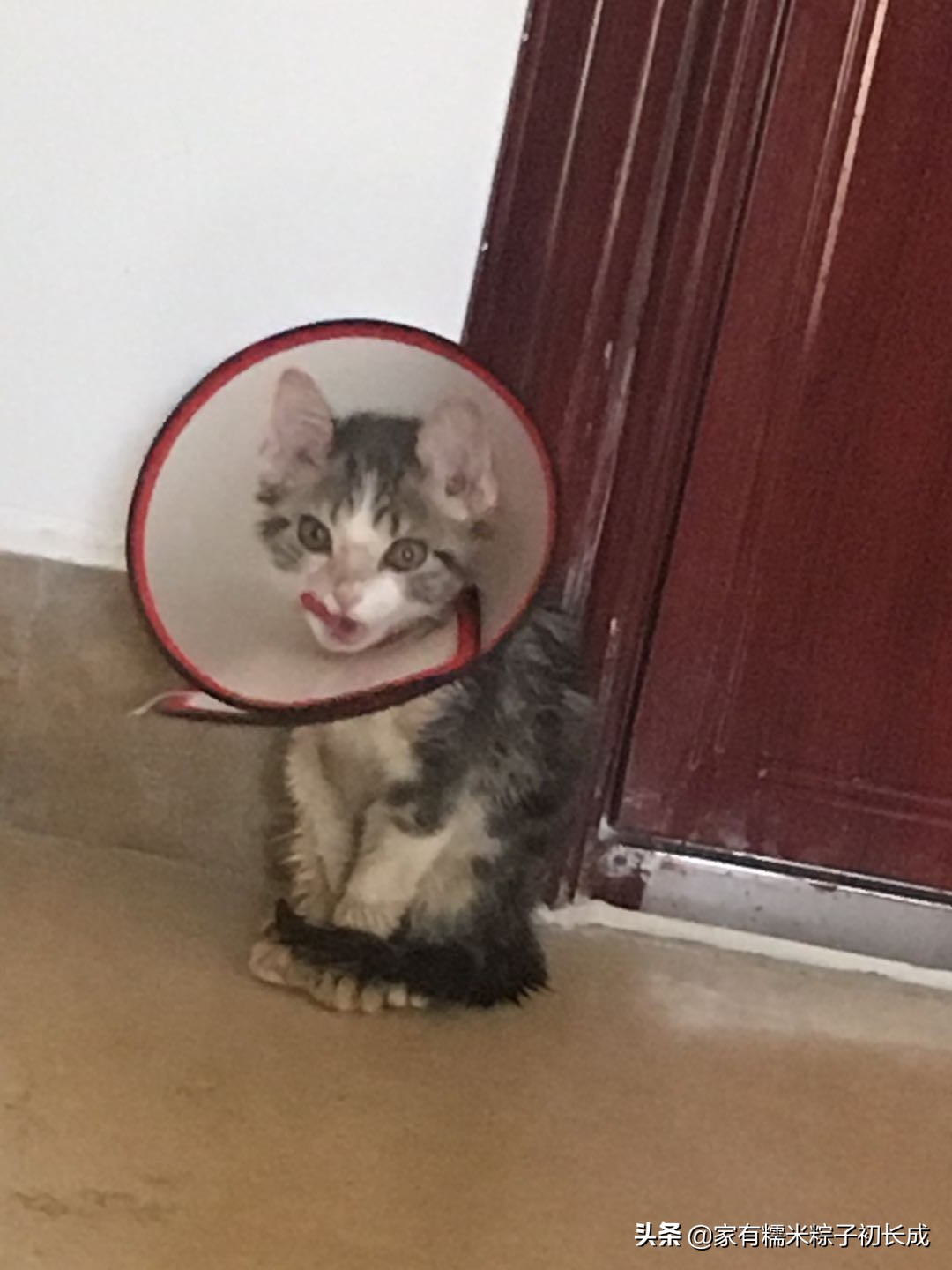 猫咪治病真实案例,猫咪治病真实记录