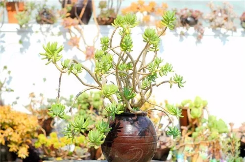 多肉老桩速成法，根本用不了三五年！美的大开眼界