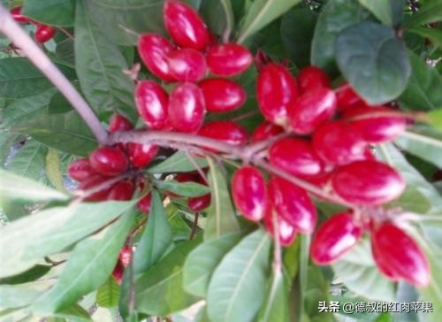 南方一种形状像枸杞的果子,1年结3次果,6元1颗,你会种吗?