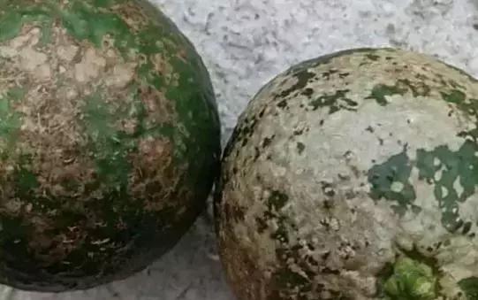 柑橘烟煤病病原,柑橘煤烟病的防治方法