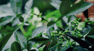 螨虫的小红疙瘩如何消退,家里有螨虫过敏者