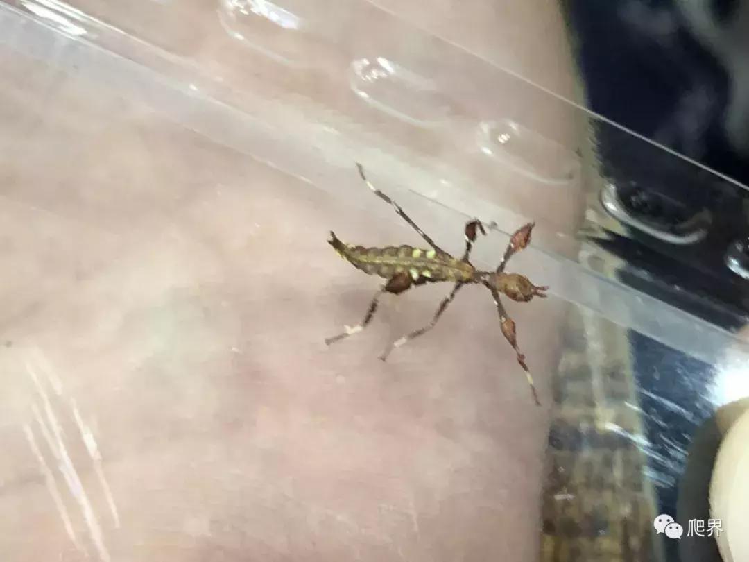 湛江爬宠店,深圳爬宠店在哪里