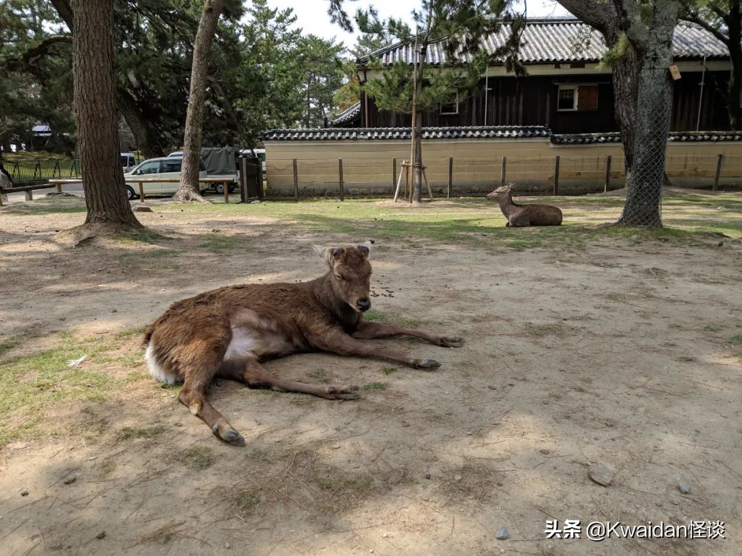 2012年4月日本关西五日游记,流水账式旅行vlog济州