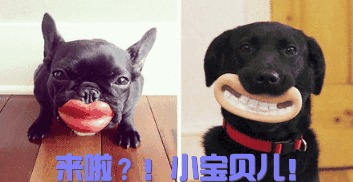 狗市场买到星期狗有什么反应,怎么避免买到星期狗病狗