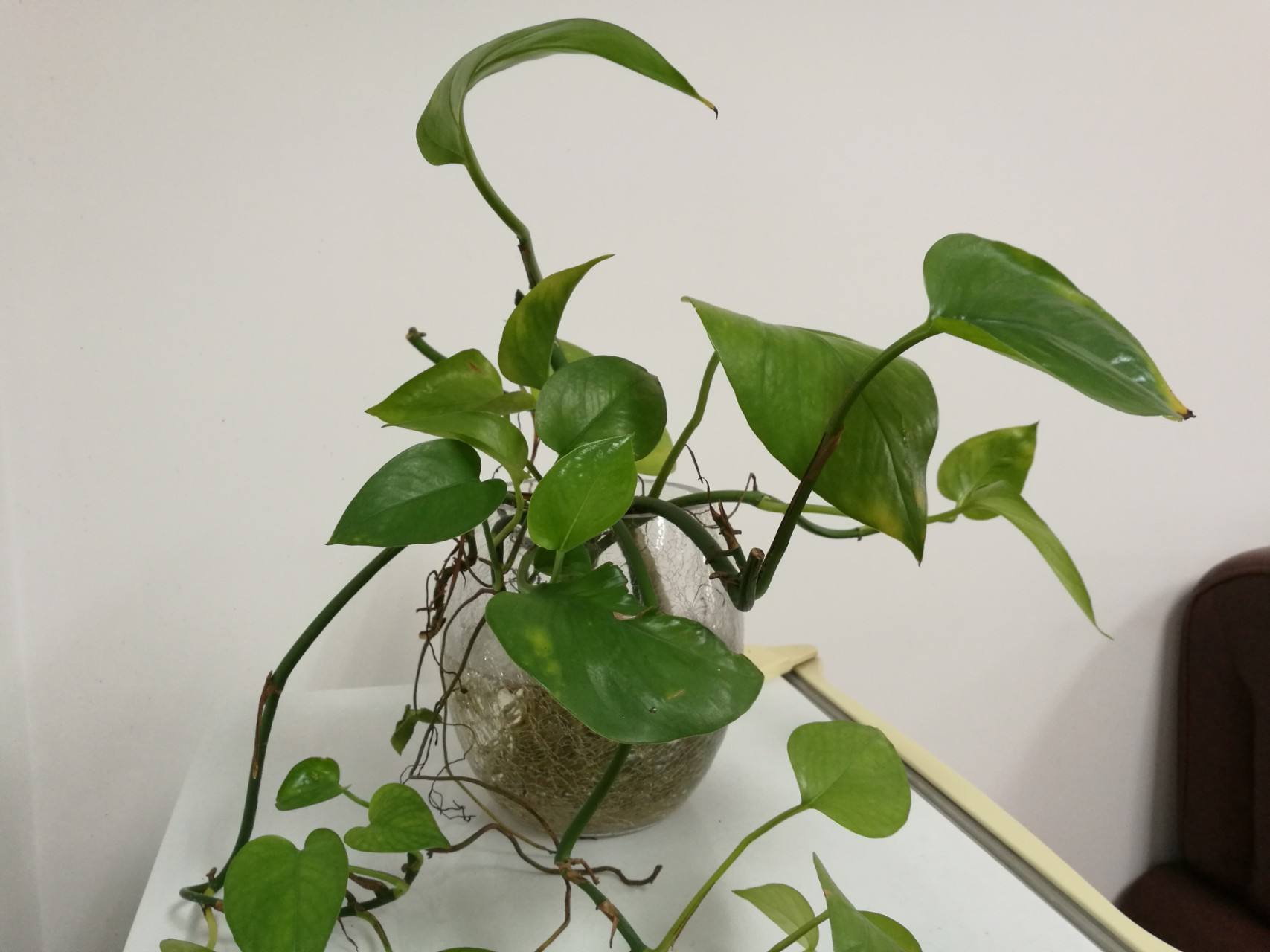 绿萝冬天浇水正确方法,绿萝冻伤怎么办