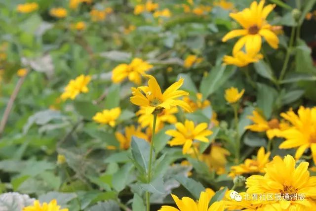 打卡北京紫谷伊甸园虞美人花海,通州看花的景点推荐免费