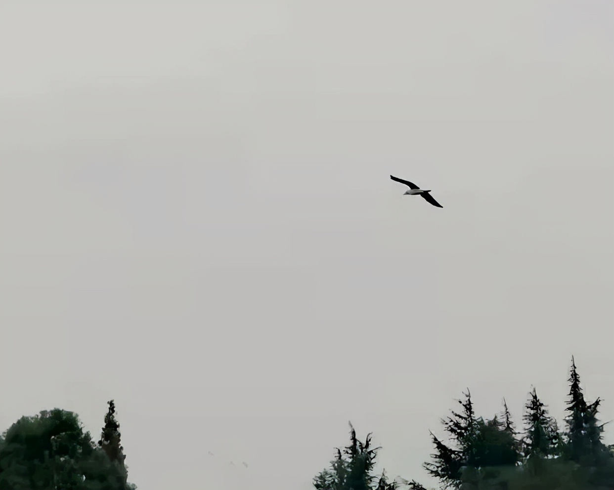 珍稀鸟类现身成都,在双流春游看花