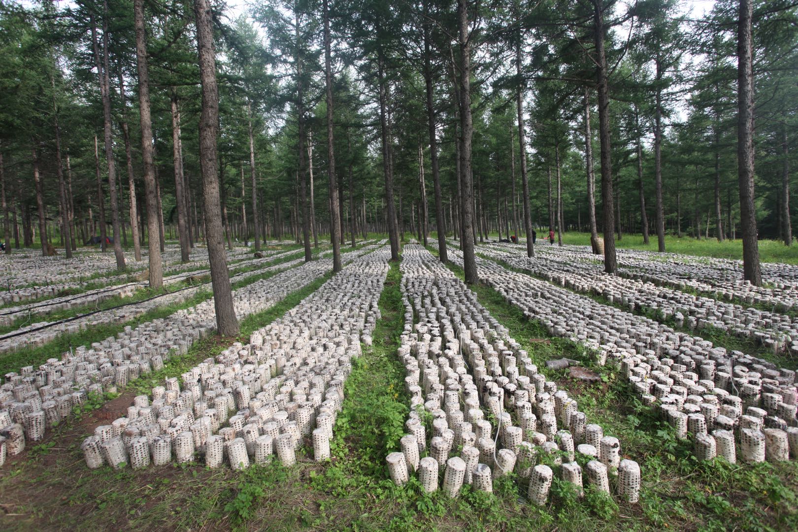 我想种植平菇可以到哪里学习技术,最简单种植平菇配料