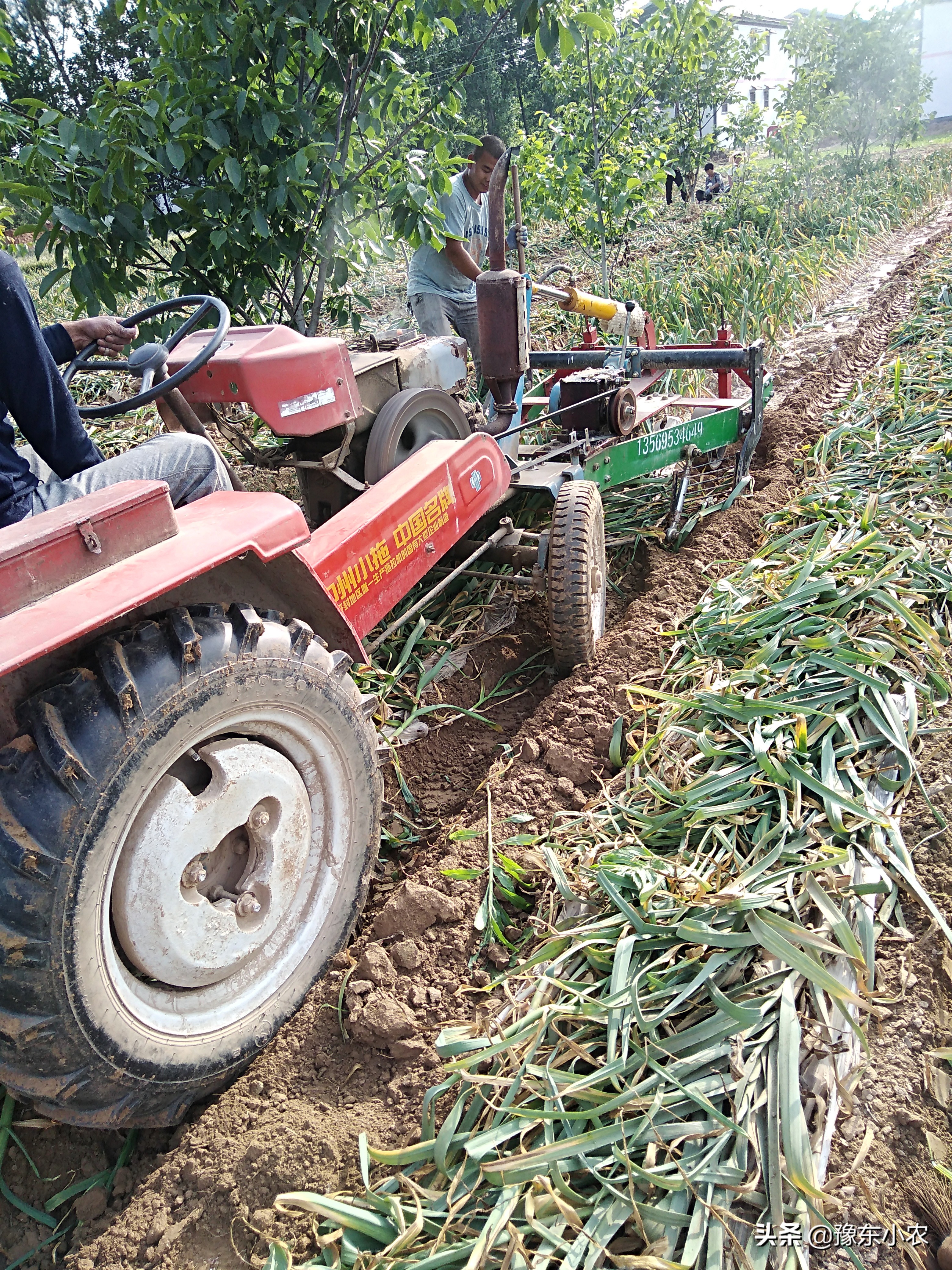 大蒜收获后怎么晾晒,大蒜收获了怎么晾晒